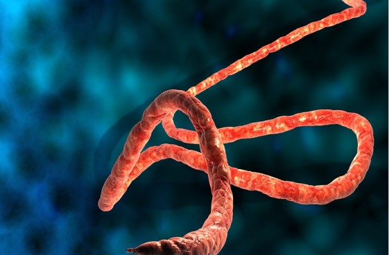 וירוס האבולה 2014